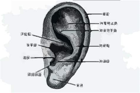 男左耳有痣|耳朵有痣的命運好嗎？左右耳有痣區別很大！